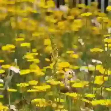 Perennial Tuscan Hills Mix 